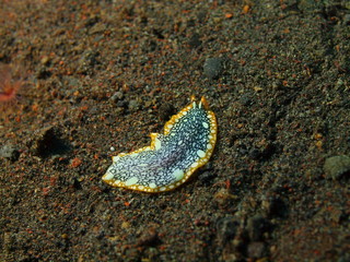Flatworm, Island Bali, Tulamben