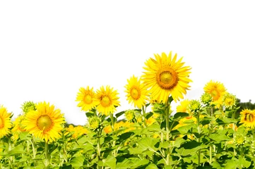 Foto op Plexiglas Zonnebloem sunflowers in the field on white background