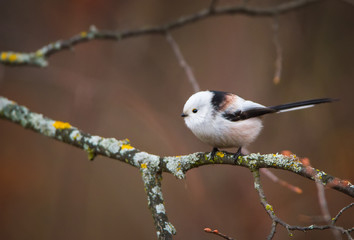 Fototapeta premium Long-tailed tit