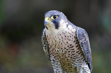 Peregrine Portrait