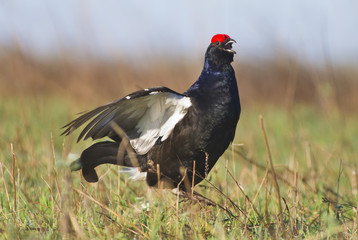 Black grouse