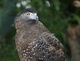 close up hawk bird