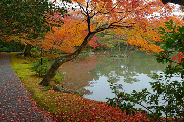 Fototapeta na wymiar Japanese maples in autumn colors