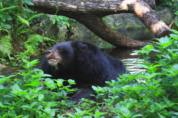 Fototapeta na wymiar Black bear
