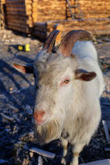 white goat in the courtyard