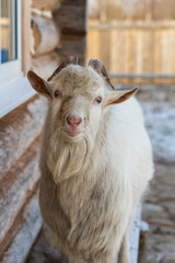 curious goat