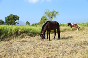 Obraz premium Horses grazing grass