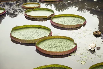 Gordijnen lotus pond © Yury Zap