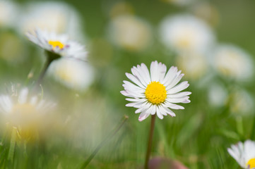 common daisy in grass