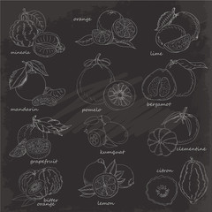 Set of citrus fruits. Vector illustration on black background