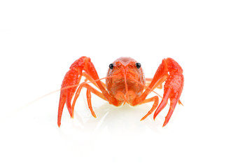 red boiled crawfish over the white background