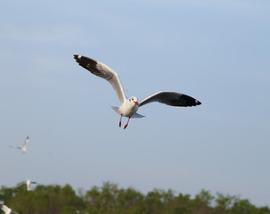Fototapeta na wymiar Seagull flying under the sky