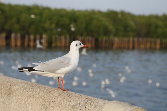 Seagull resting