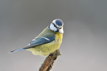 Blue tit