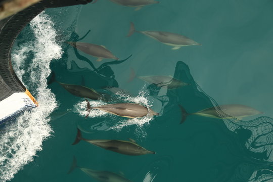 flock of dolphins traveling with ships