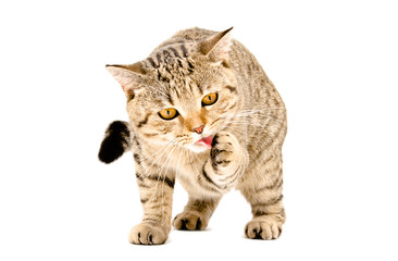 Scottish Straight cat licks his paw