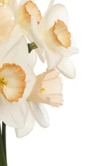Tissu par mètre Narcisse jonquille