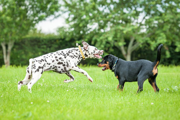 Dalmatian dog playing with rottweiler puppy