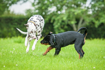 Dalmatian dog playing with rottweiler puppy
