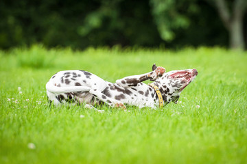 Happy dalmatian dog lying on the lawn with paws up
