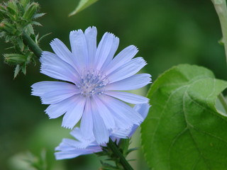 Centaurea
