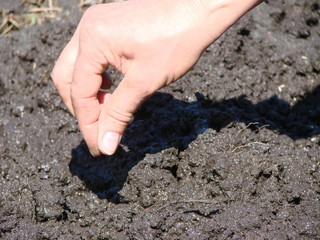 Spring planting of seeds in April, Omsk region, Siberia, Russia