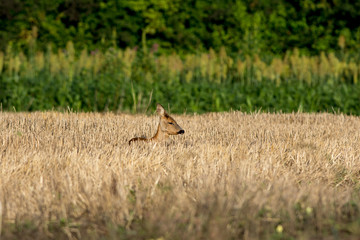 Jeune chevreuil dans un champ