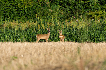 Chevrette et son petit dans un champ