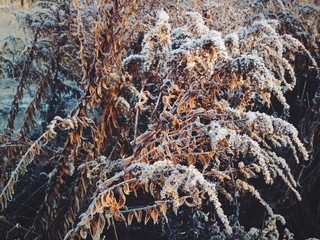 хрусткий мороз