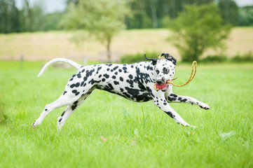 Dalmatian dog playing with a toy