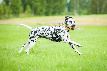 Dalmatian dog playing with a toy