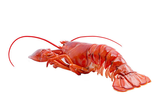 Boston lobster isolated on white