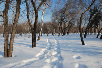 Winter Siberian forest, Omsk region