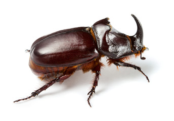 Rhinoceros beetle - obrazy, fototapety, plakaty