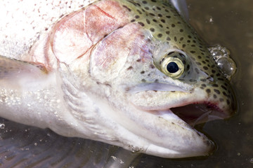 釣り上げたニジマス