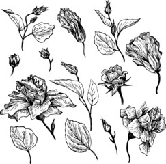 vintage vector floral set