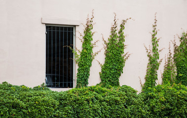 Green Shrubs and Ivy on Plaster Wall