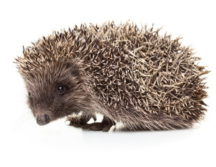 Hedgehog