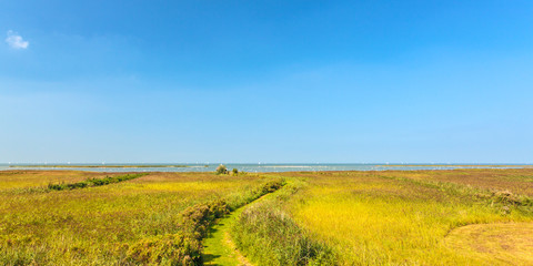 Panoramic image of reed in front of the Dutch IJsselmeer