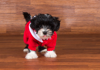 Havaneser Welpe Weihnachten