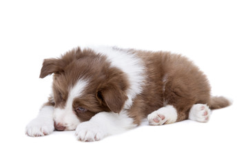 Border Collie puppy dog in front of a white background © Erik Lam