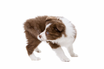 Border Collie puppy dog in front of a white background