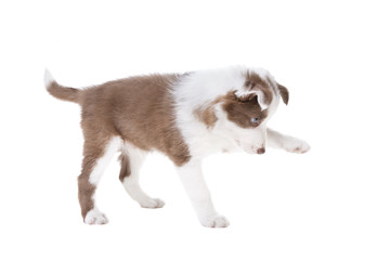 Border Collie puppy dog in front of a white background