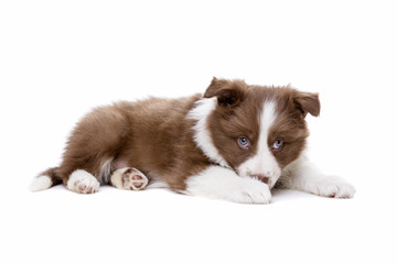 Border Collie puppy dog in front of a white background