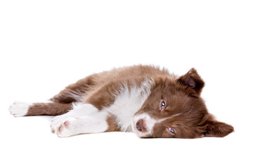 Border Collie puppy dog in front of a white background