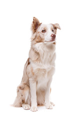Obraz premium border collie dog