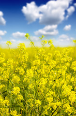A farm of Canola in flower