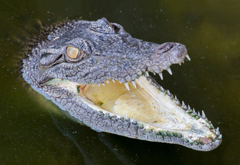 Bedrohliches Krokodil