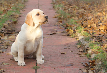 yellow happy labrador puppy in autumn