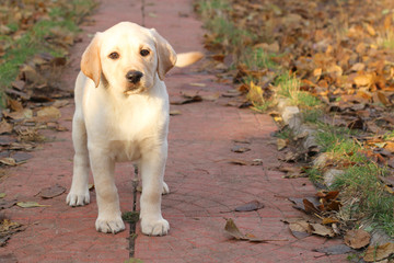 a yellow happy labrador puppy in autumn